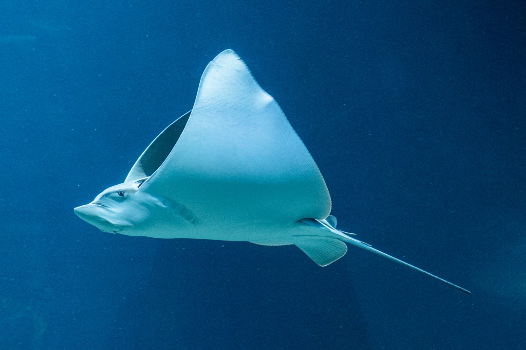 Bild für Tropen-Aquarium
